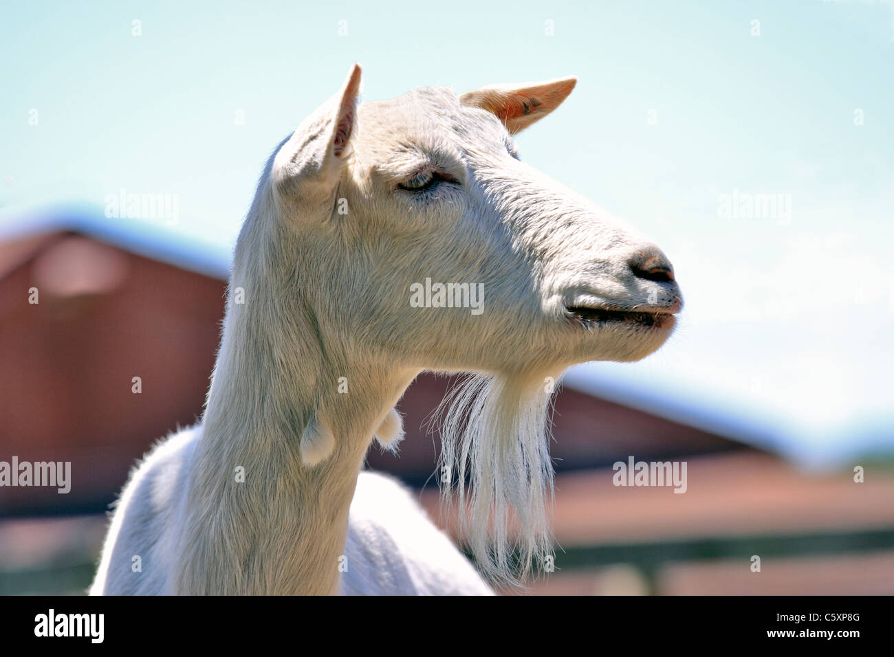 Goat, Suffolk County Farm, Yaphank, Long Island, NY Stock Photo Alamy