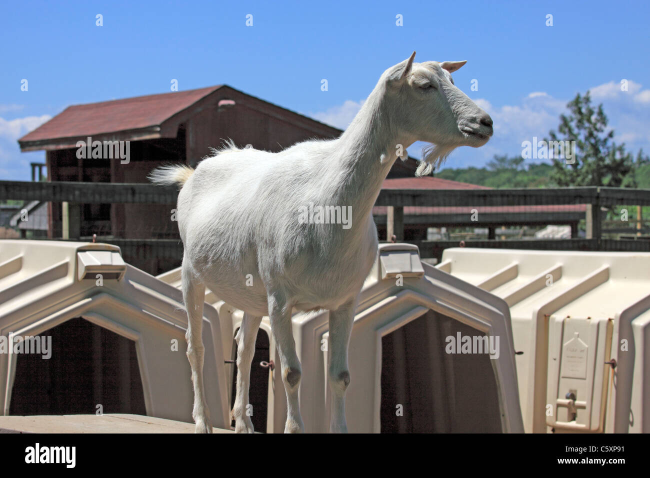 Goat, Suffolk County Farm, Yaphank, Long Island, NY Stock Photo Alamy