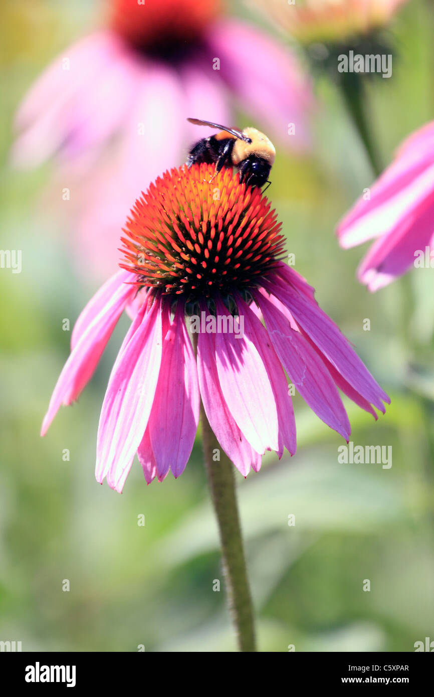 Bumble bee pollen hi-res stock photography and images - Alamy