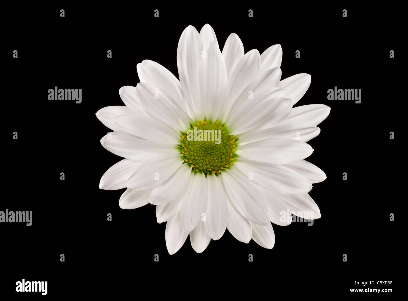 flower head of a daisy on an isolated black background Stock Photo - Alamy