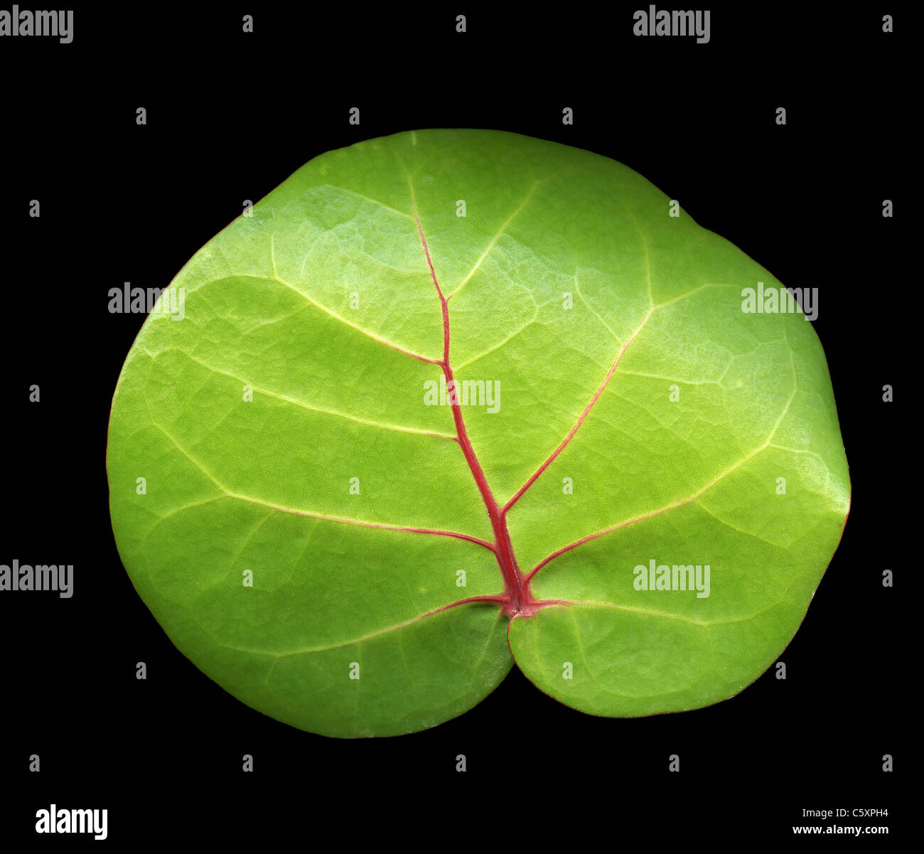 Extreme close up of a green leaf over black Stock Photo - Alamy