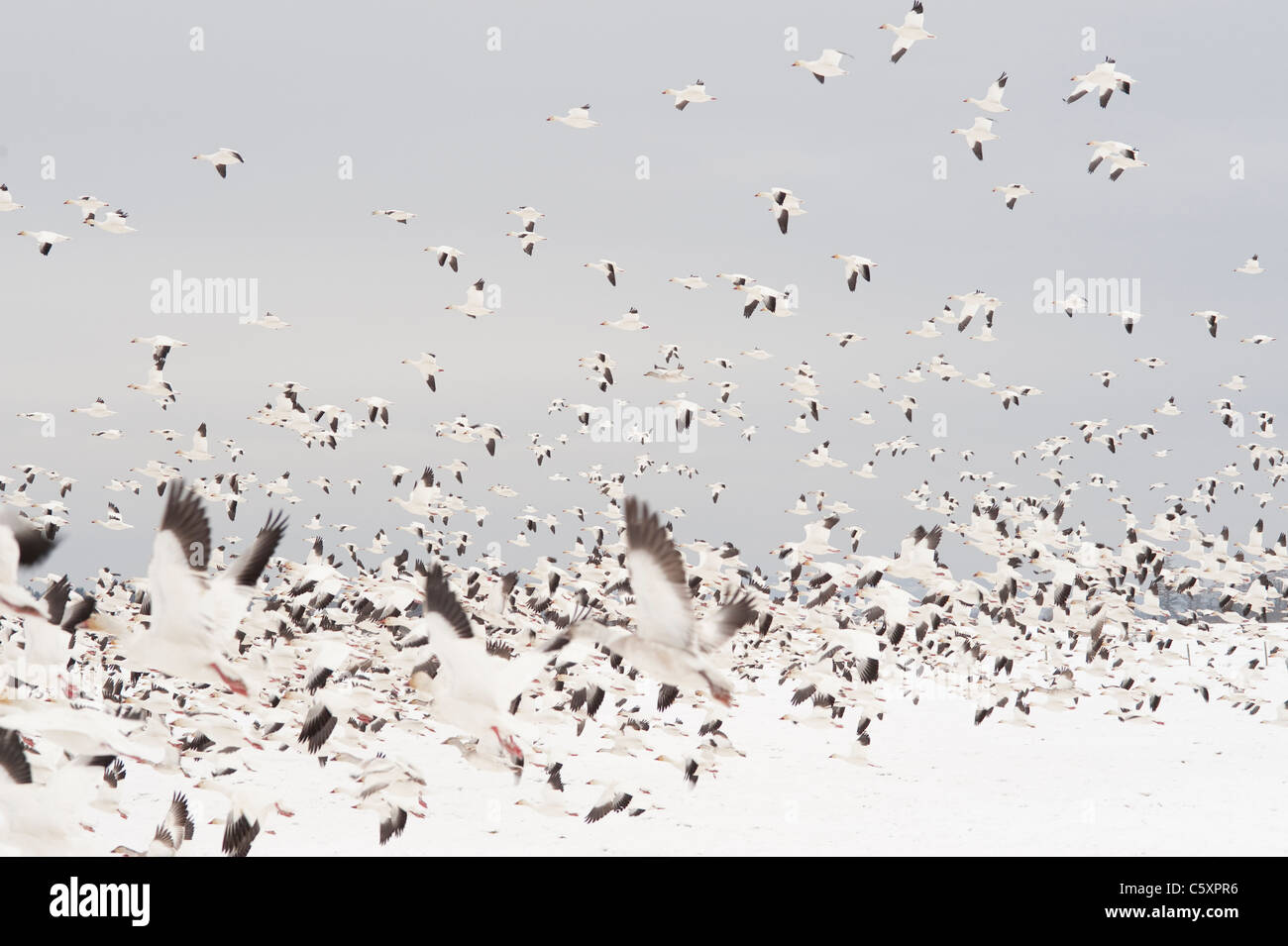 Winter in skagit County during the Snow Geese Migration geese in flight and resting Washington State USA Stock Photo