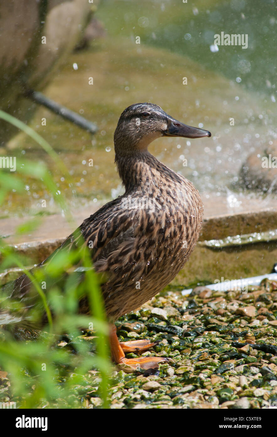 A female mallard duck cools down at the Neptune Fountain in Cheltenham, Gloucestershire, UK Stock Photo