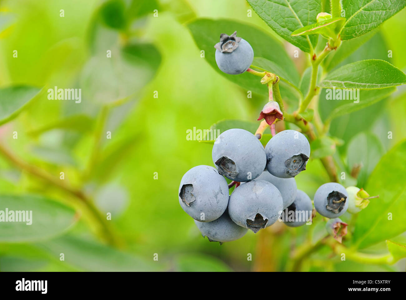 Heidelbeere am Strauch 01- blueberry on shrub 05 Stock Photo