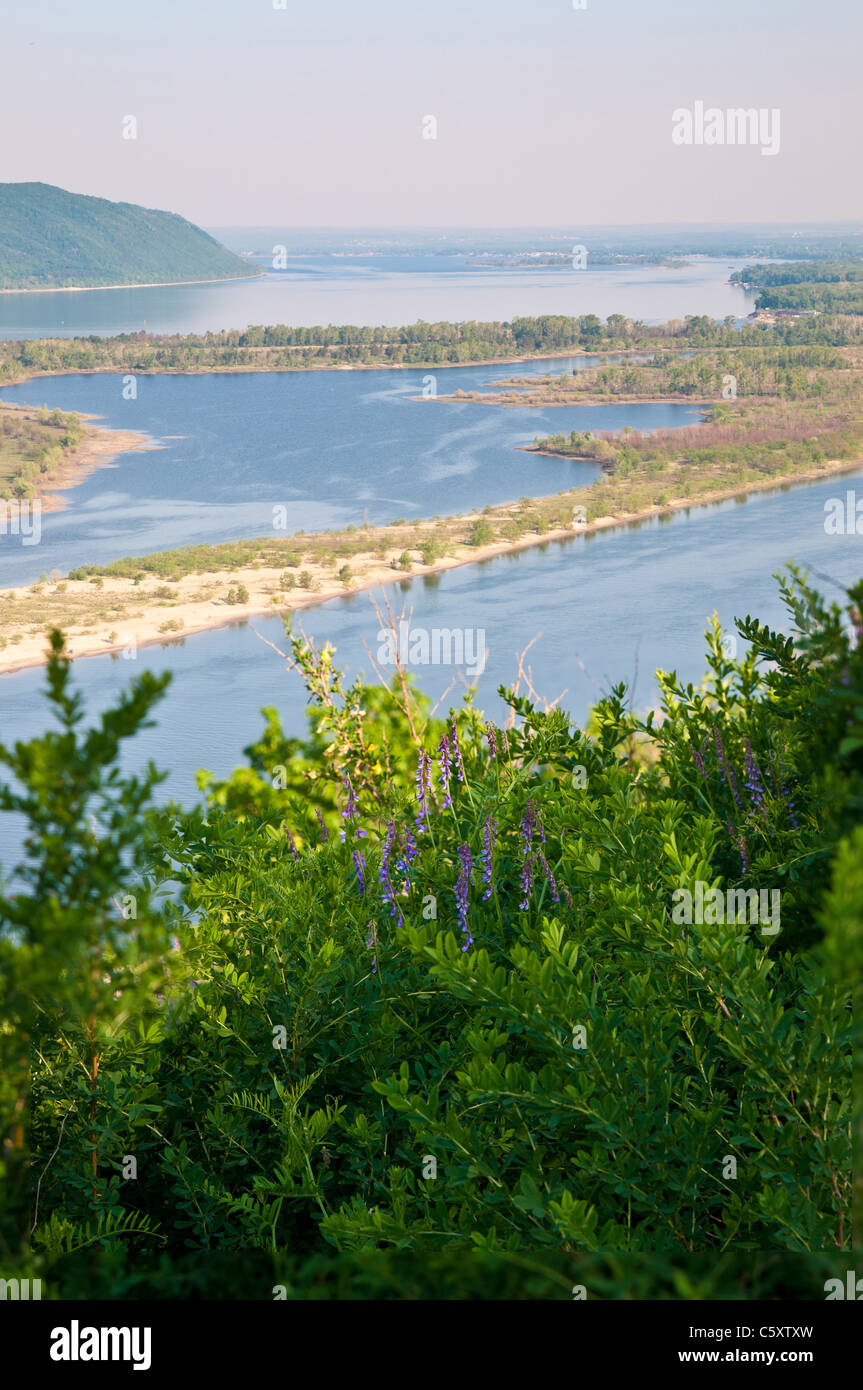 Flowers with violet petals on the Volga river bank near Zhiguli mountains Stock Photo