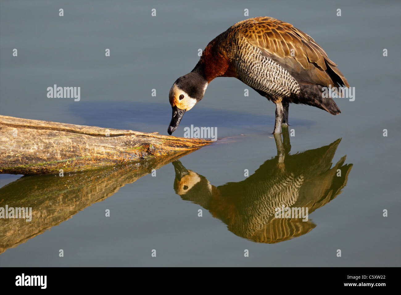 African white-faced duck (Dendrocygna viduata),South Africa Stock Photo