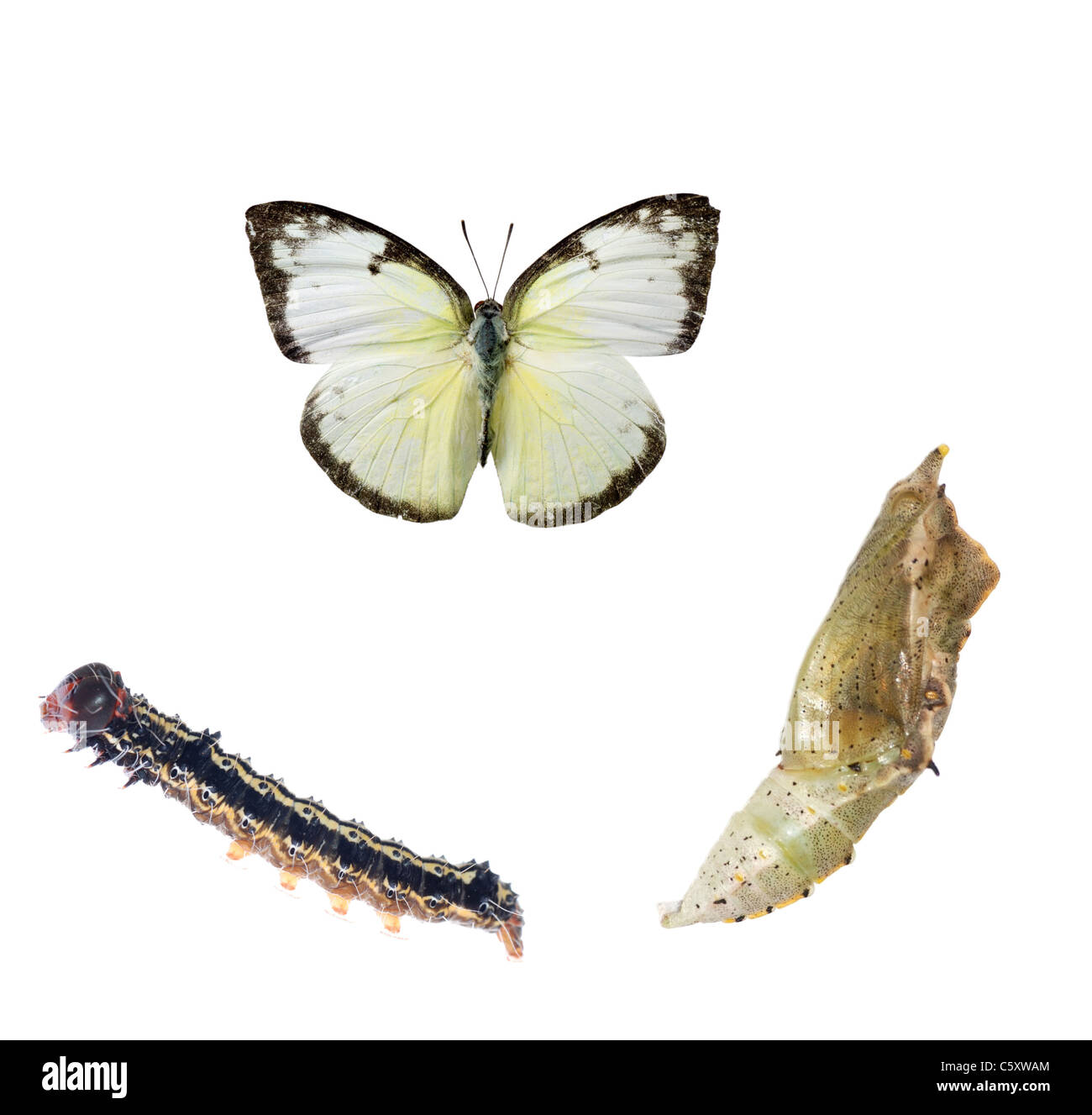 Larva lifecycle Cut Out Stock Images & Pictures - Alamy