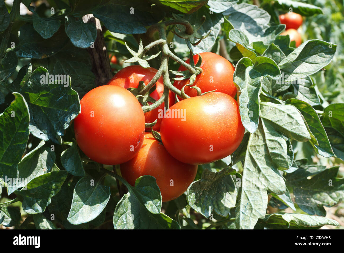 detail of tomato plant with ripe red fruits Stock Photo