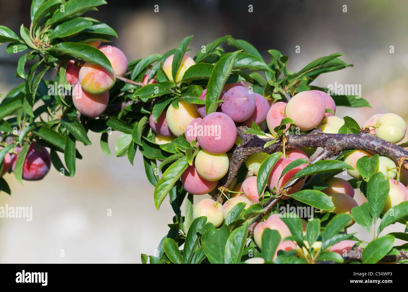 detail of ripe plums on a branch Stock Photo