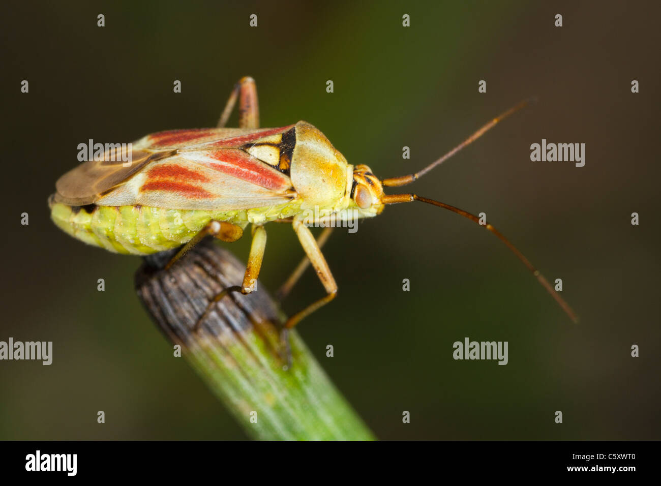 Calocoris roseomaculatus, a beautiful mirid bug Stock Photo