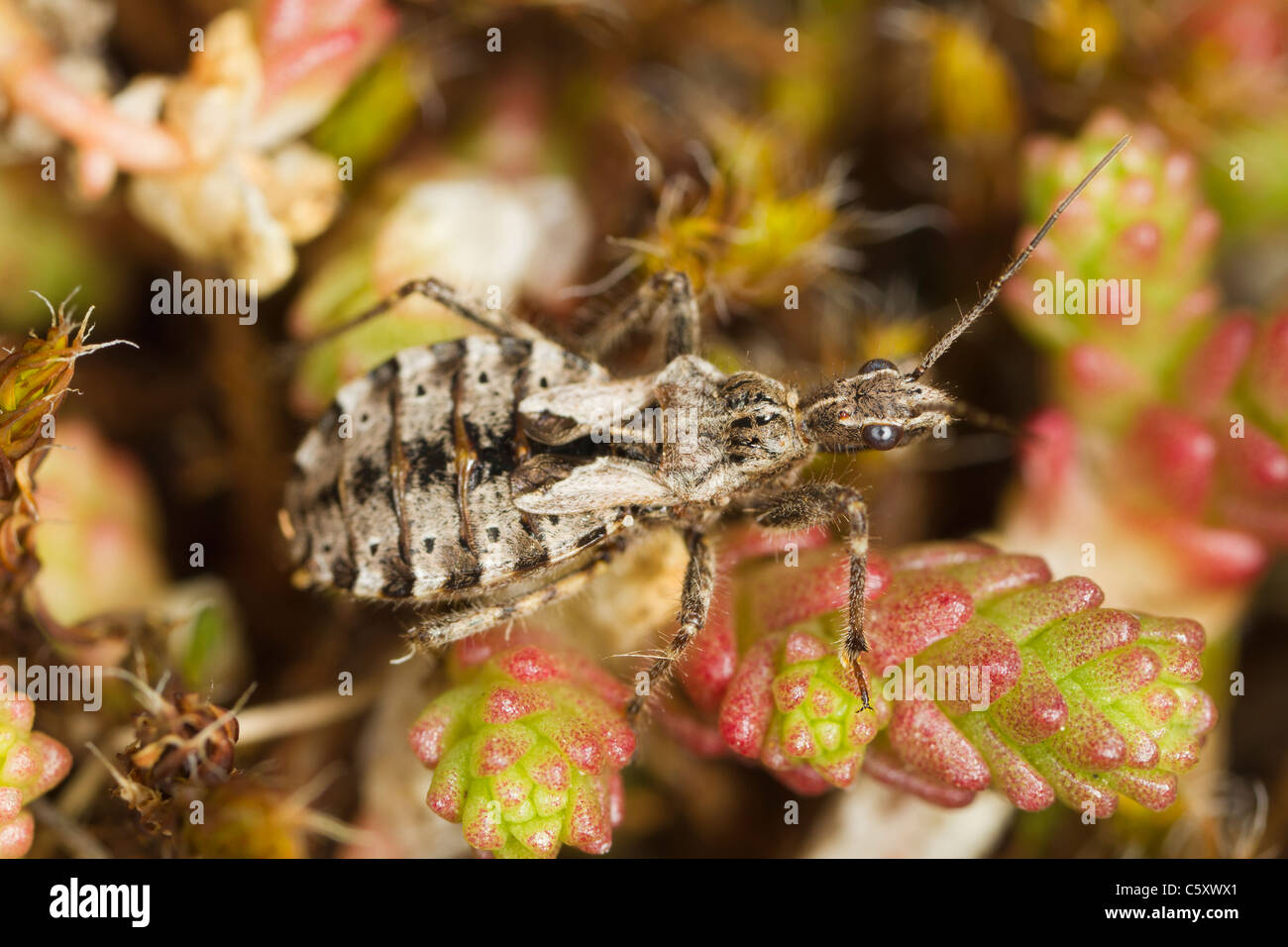Heath Assassin Bug (Coranus subapterus) Stock Photo