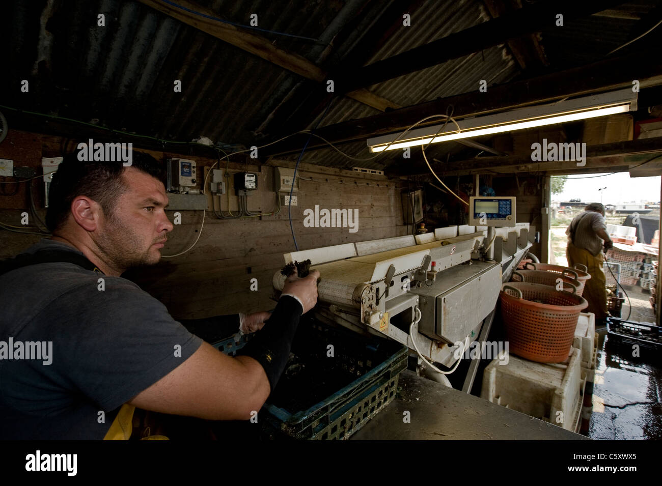 Oysters are loaded on to the sorting machine for packing, West Mersea