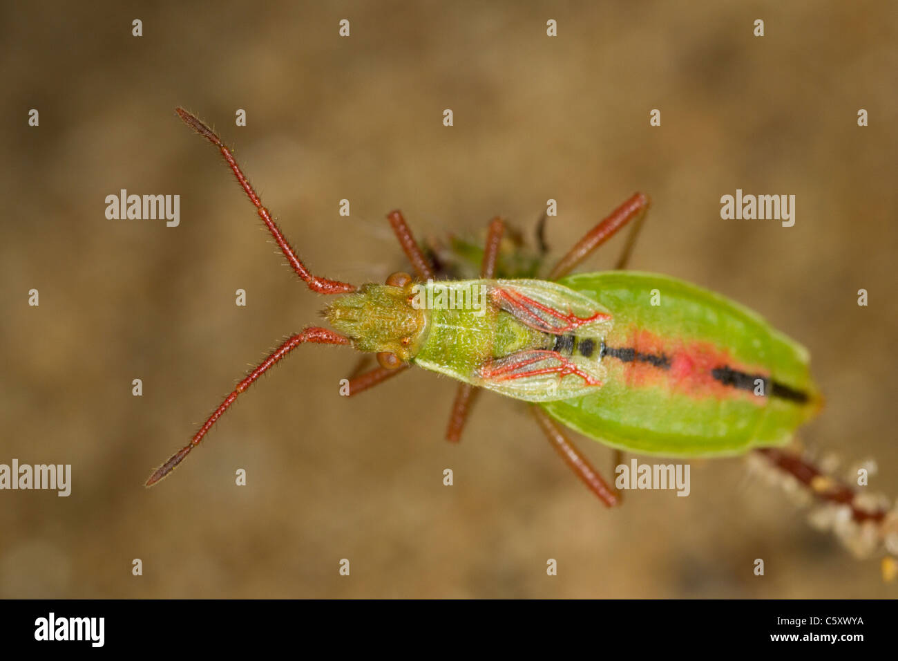 adult female Scentless Plant Bug (Myrmus miriformis) Stock Photo