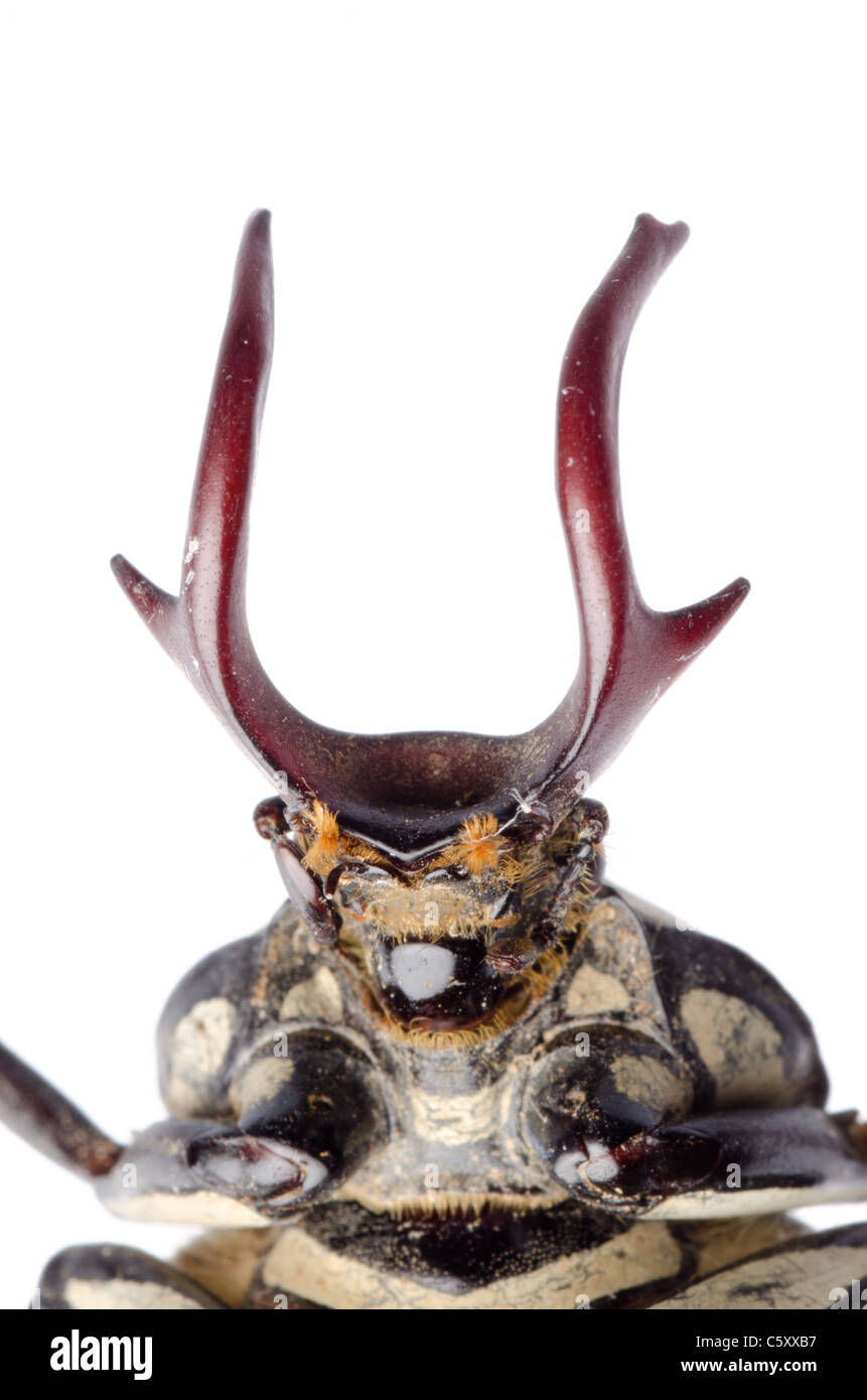 hart horn flower beetle isolated Stock Photo