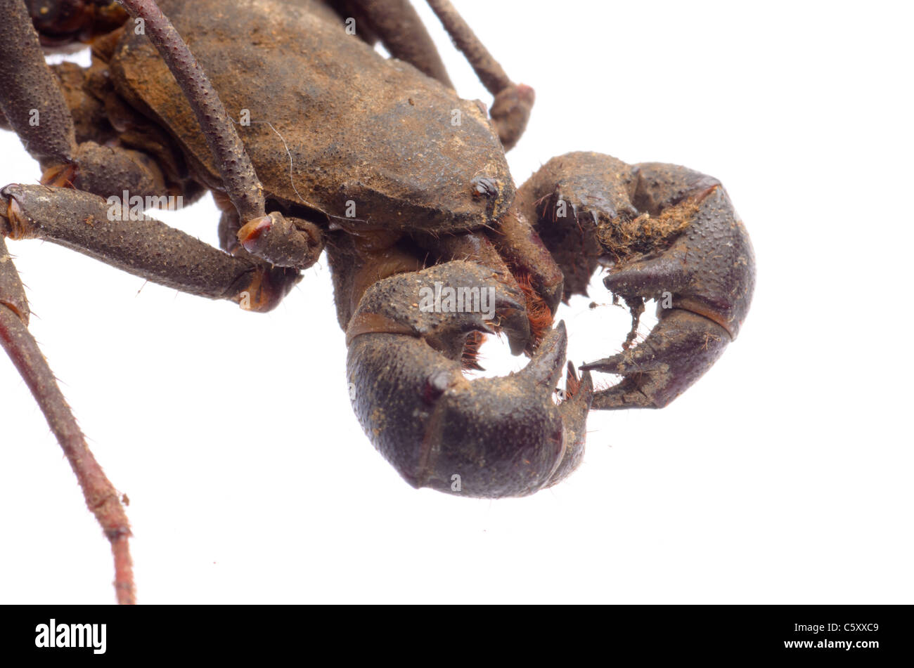 vinegaroon scorpion Stock Photo
