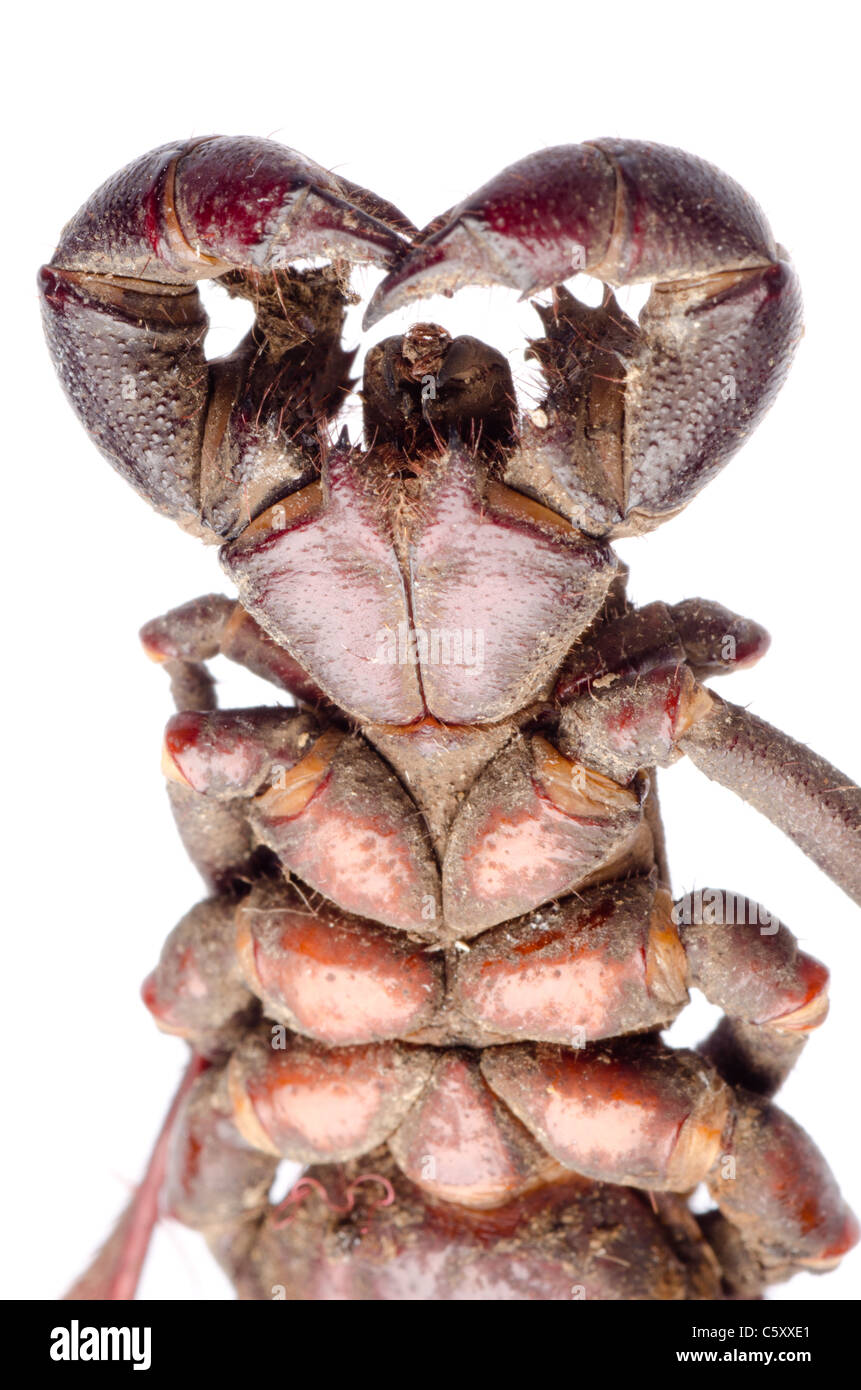 vinegaroon scorpion isolated Stock Photo