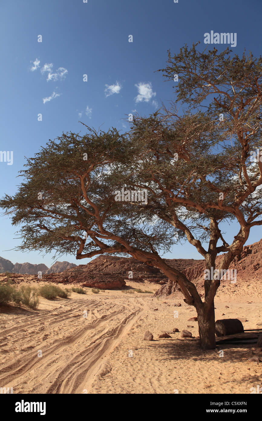 A tree stands in the Coloured Canyon, Sinai South, Egypt Stock Photo
