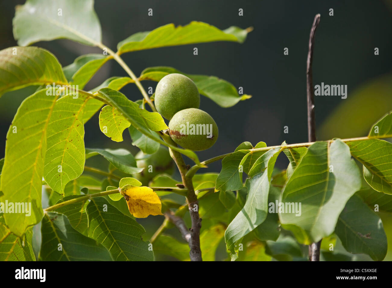 Green english Walnuts unripe Persian Walnut (Juglans regia) with leaves