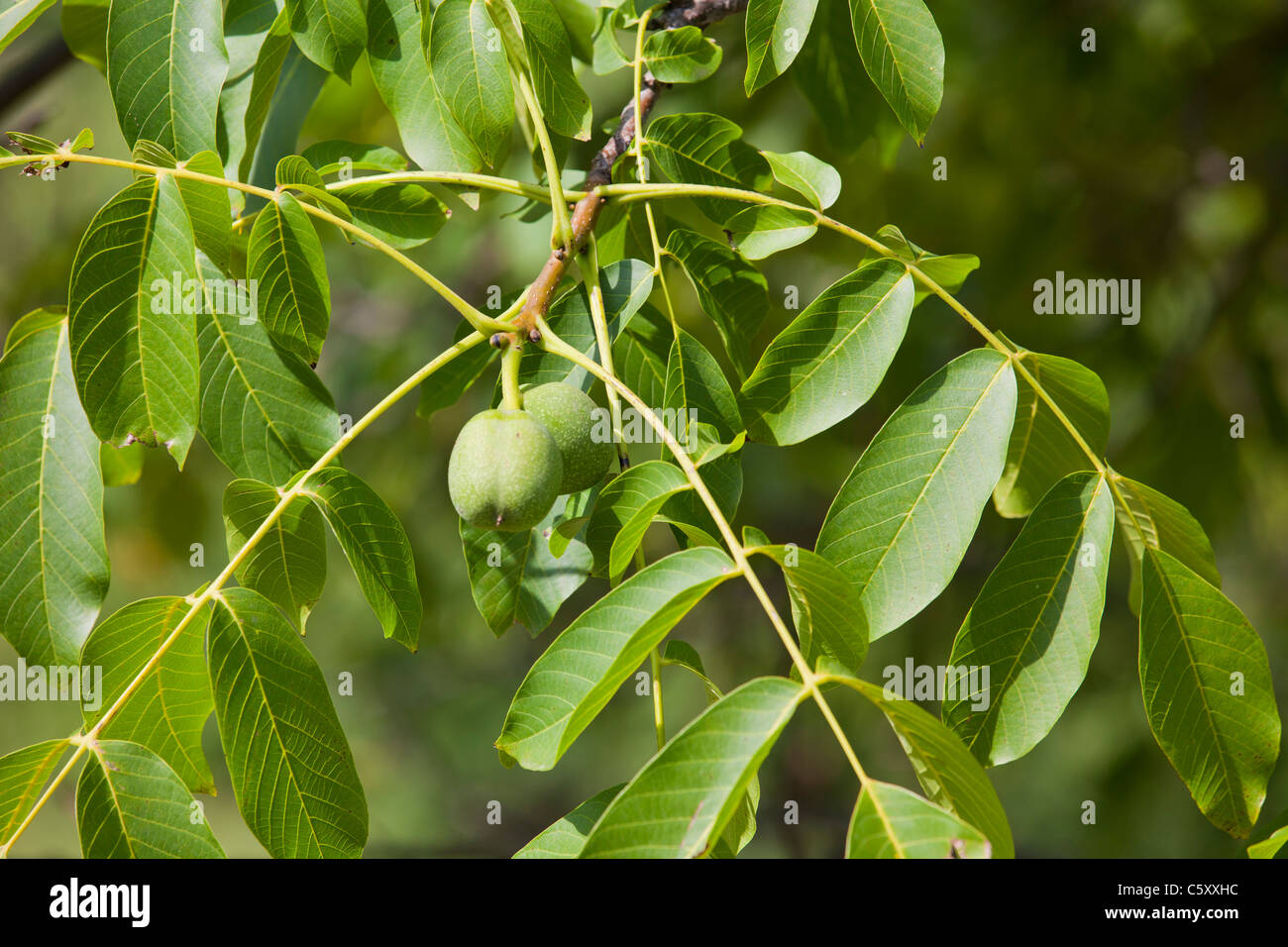 Green english Walnuts unripe Persian Walnut (Juglans regia) with leaves on walnut tree branch 119078_Wallnuts Stock Photo