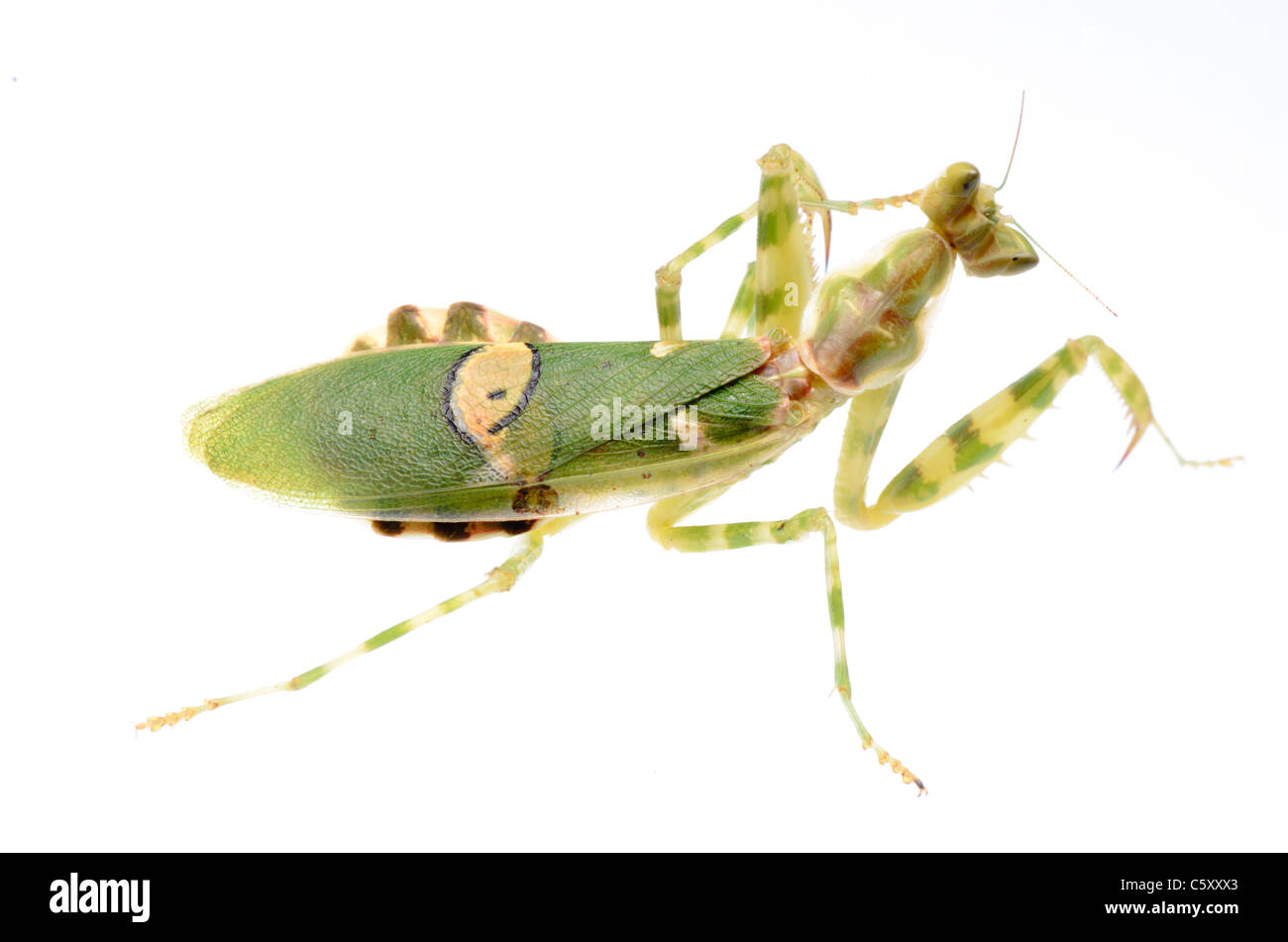 mantis isolated on white background Stock Photo