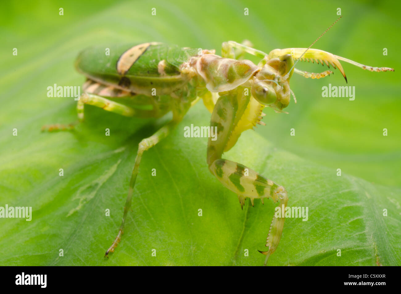 green flower praying mantis on leaf Stock Photo
