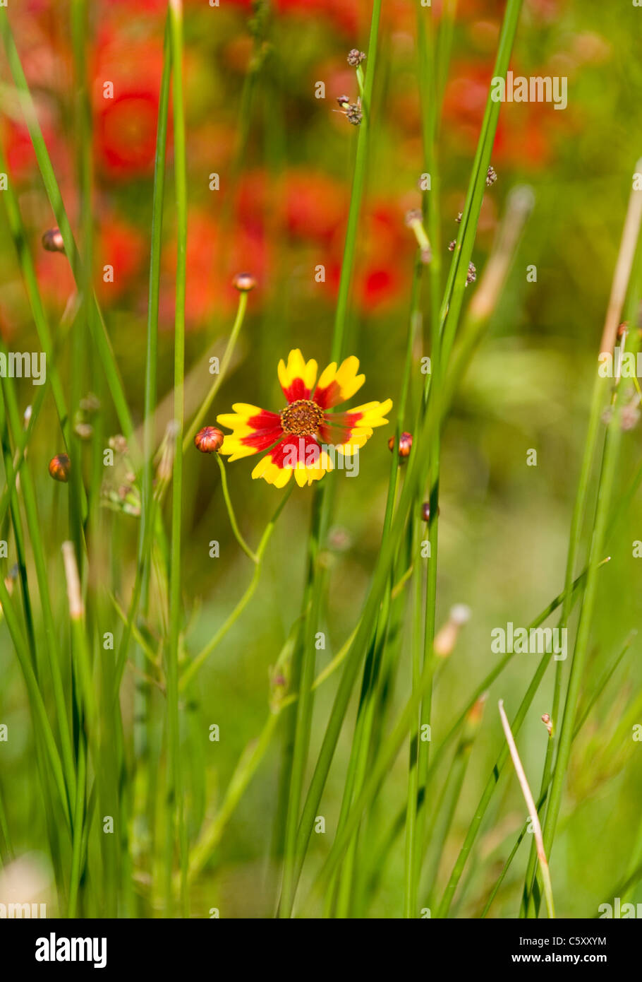 A single flower with red and yellow cruciform petals growing wild in a meadow in the western Algarve, Portugal. Stock Photo