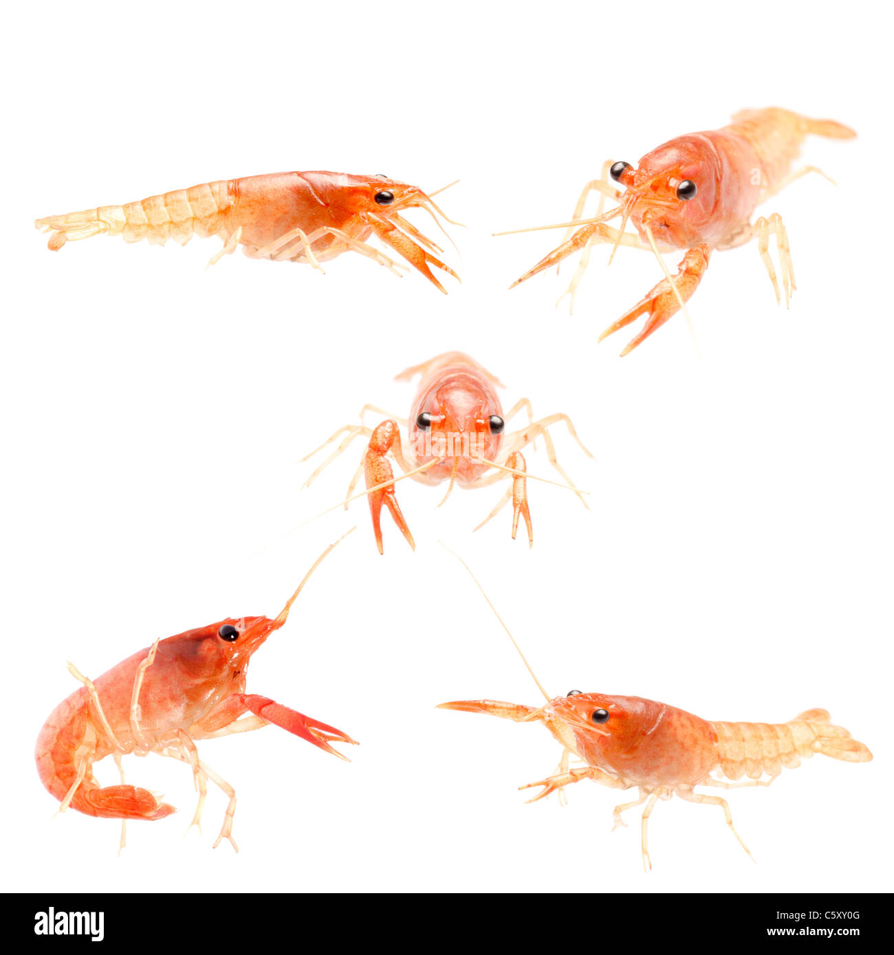 seafood crayfish shrimp isolated Stock Photo Alamy