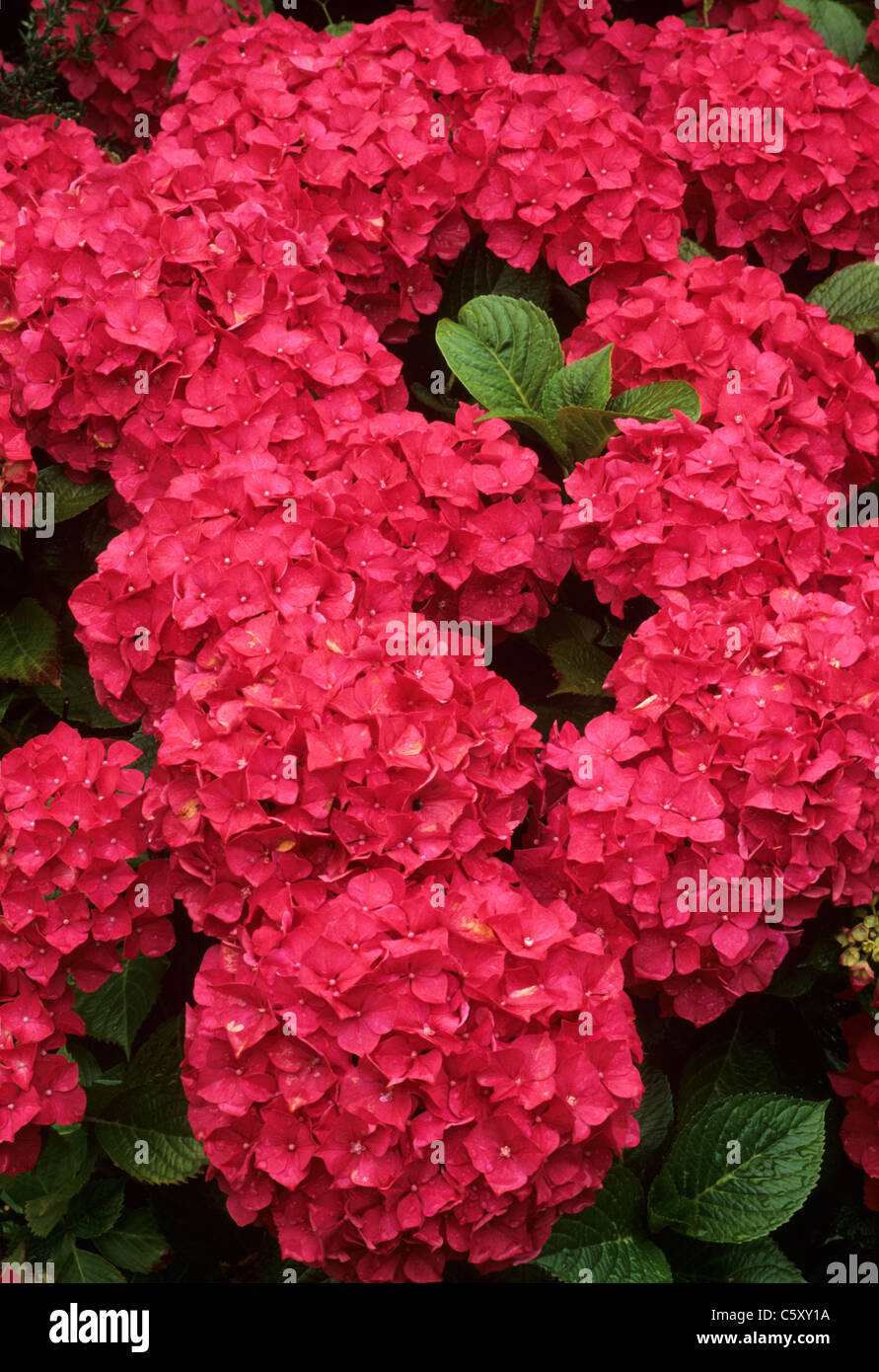 Hydrangea macrophylla 'Eldorado' red hydrangeas plant plants flower