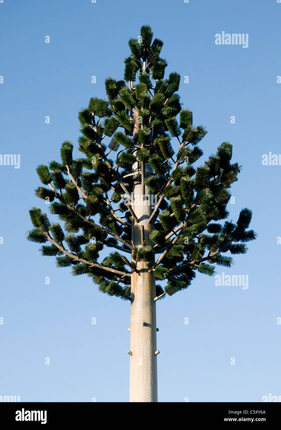 A telecommunications mast disguised as a tree Stock Photo