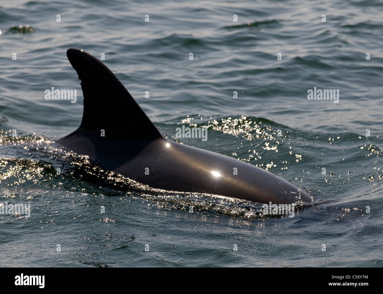 A bottlenose dolphin clears the surface of the Sado estuary  in Portugal to reveal its dorsal fin Stock Photo