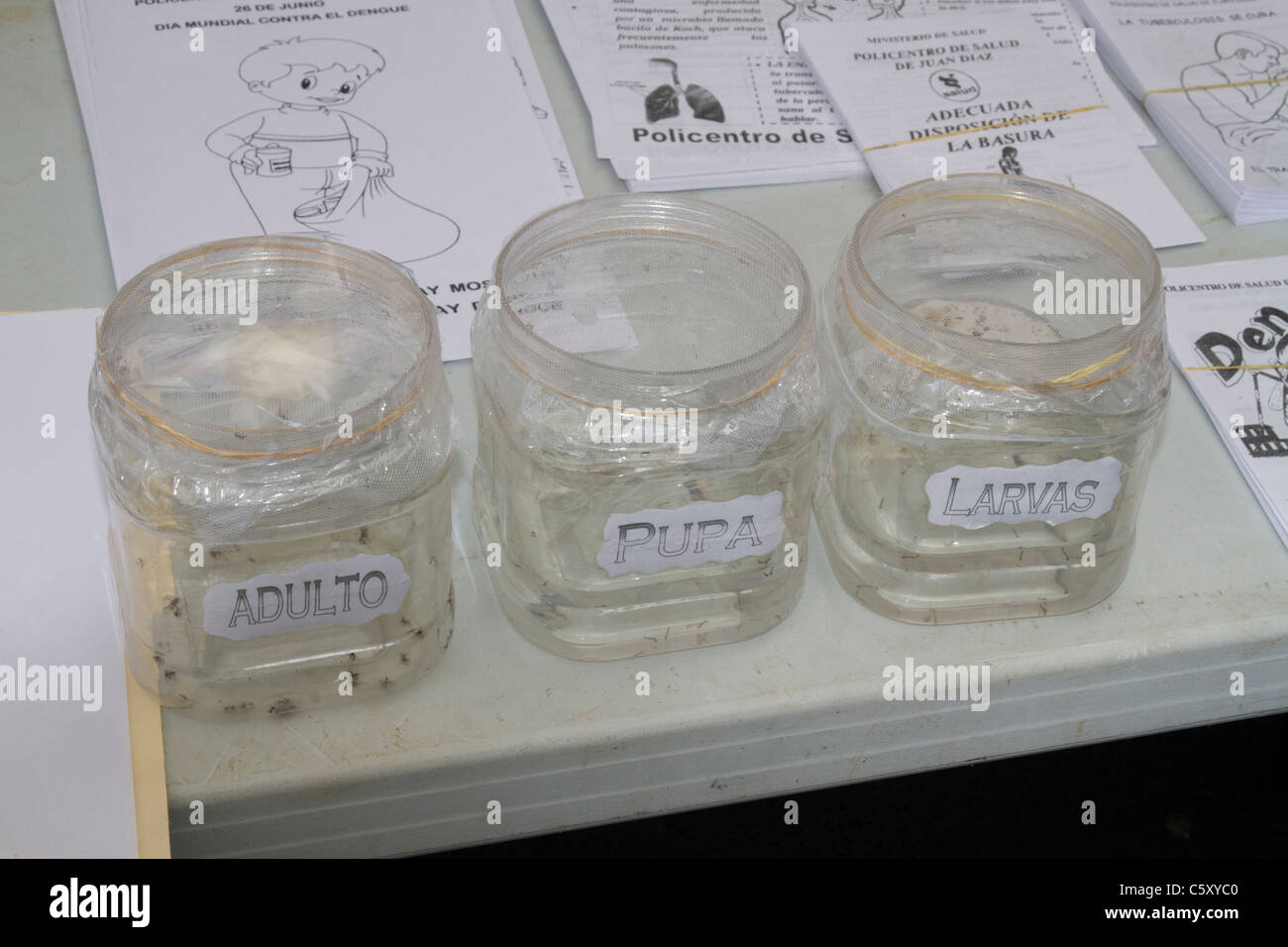 Jars containing Aedes aegypti larvae, pupa and adult mosquitoes for public health demonstration purposes Stock Photo