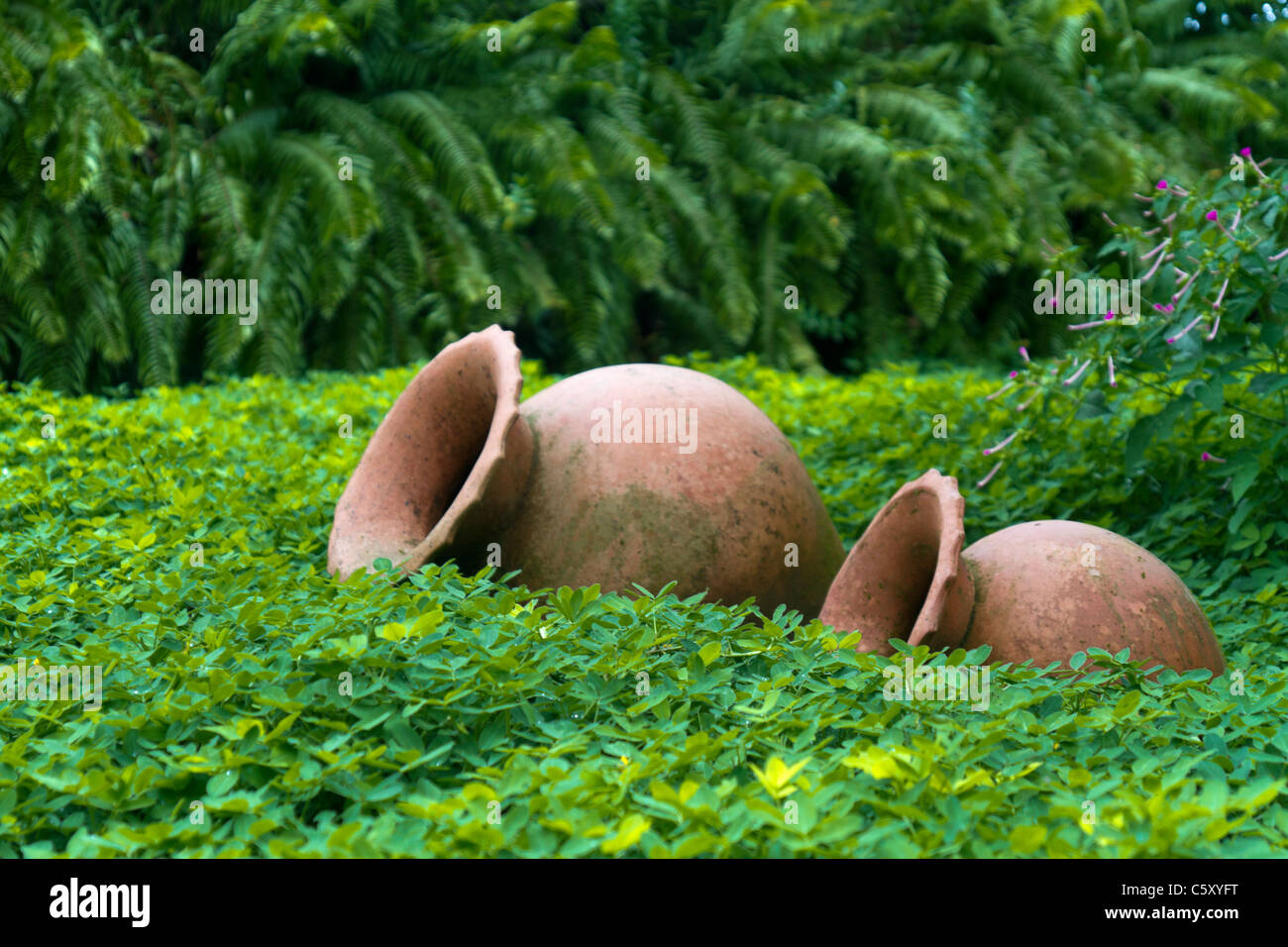 Clay Jars inmersed in greenery Stock Photo