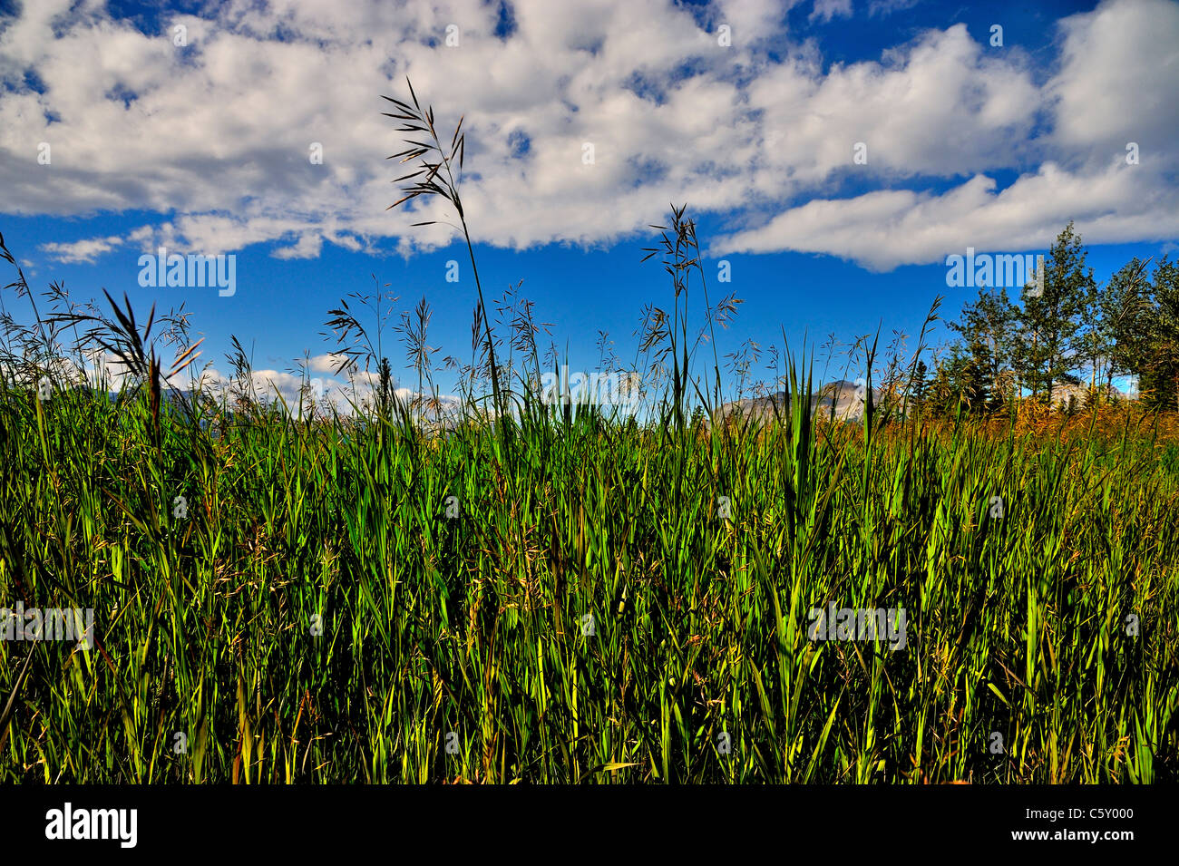 Wild grass growing tall in its environment Stock Photo