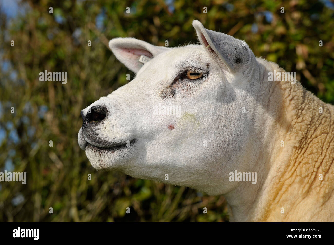 Texel sheep - close up of head. Stock Photo