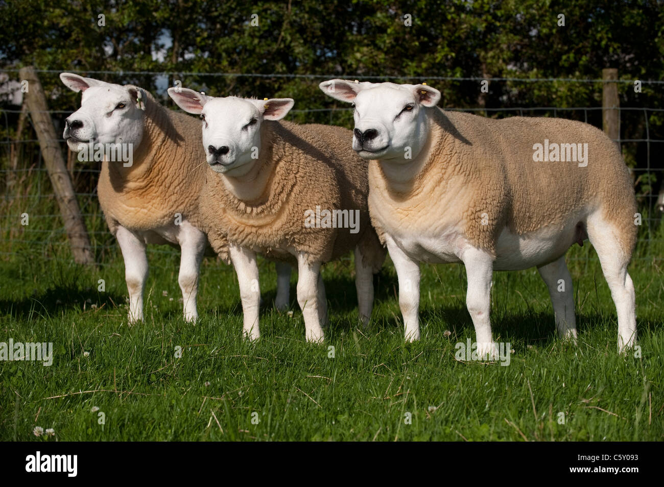 Texel sheep in fields. Stock Photo