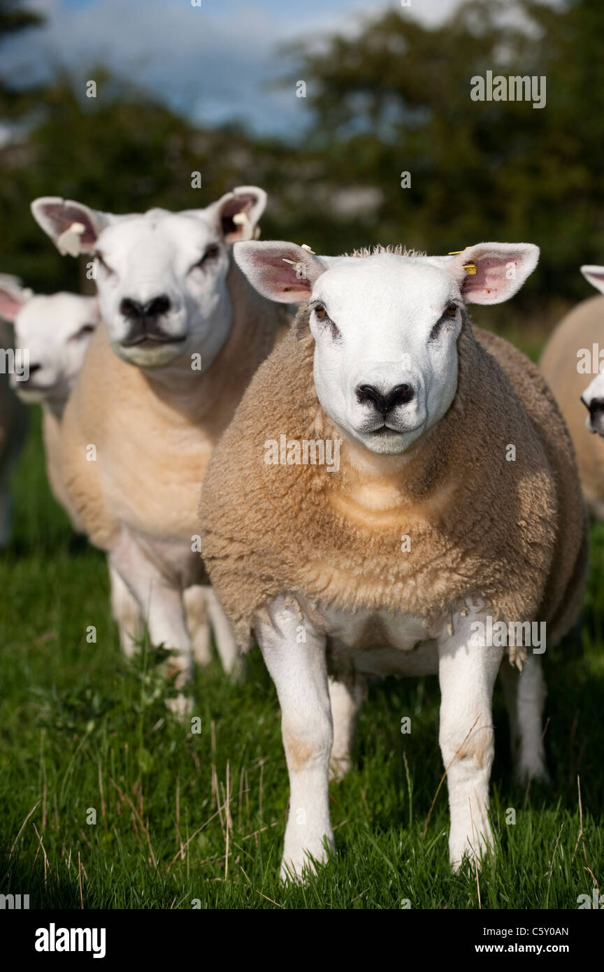 Texel sheep in fields. Stock Photo