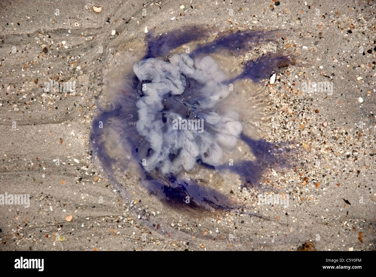 Stranded Jellyfish,Cyanea lamarcki,on a beach on the isle of Tiree, Scotland Stock Photo