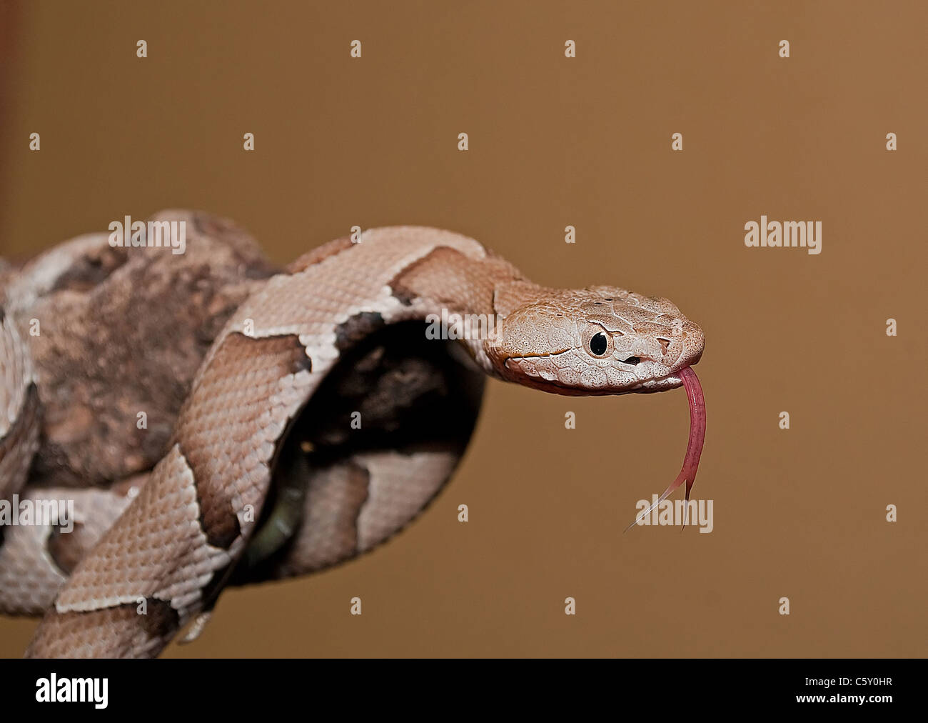 Copperhead snake on branch Stock Photo Alamy