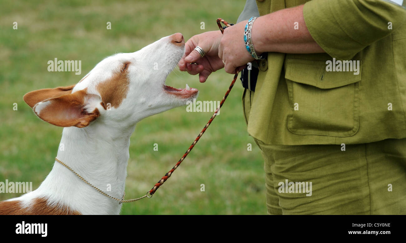 PEDIGREE DOG  TRAINING AT A DOG SHOW GETS A FOOD TREAT FROM OWNER , OPEN MOUTHED MOUTH UK Stock Photo