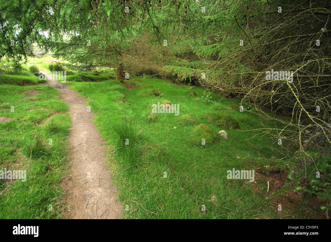 A path through larch wood - Waterfall Country, Breacon Beacon national ...