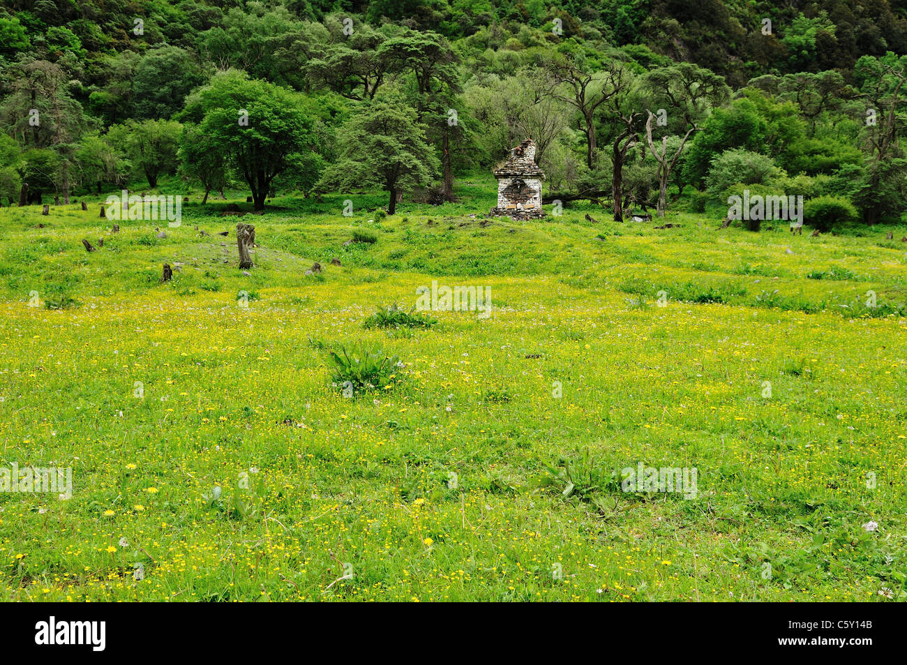 Wild flowers on green pasture. Siguniang Shan Nature Reserve, Sichuan, China. Stock Photo