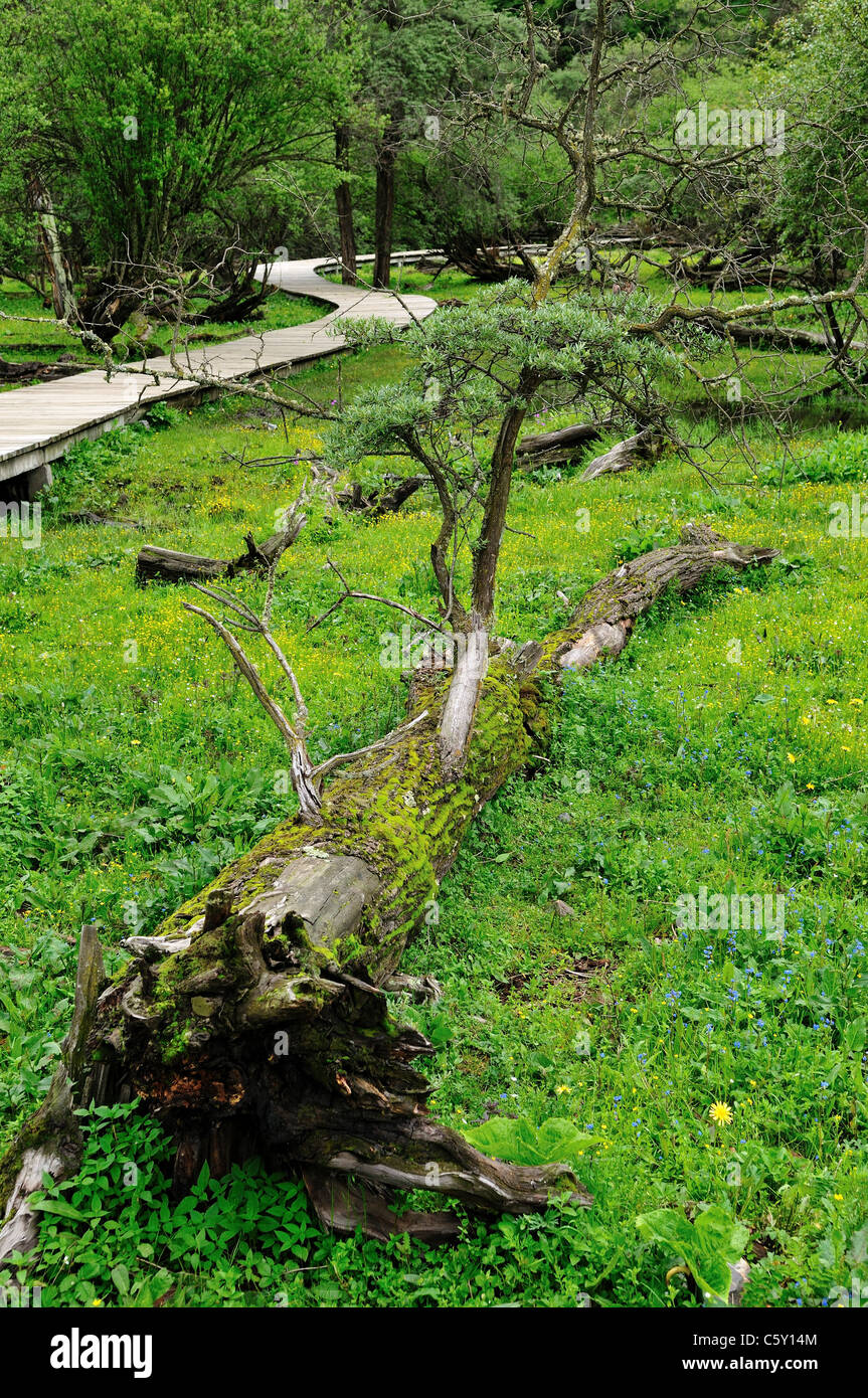 Boardwalk passing by a dead tree trunk. Siguniang Shan Nature Reserve, Sichuan, China. Stock Photo