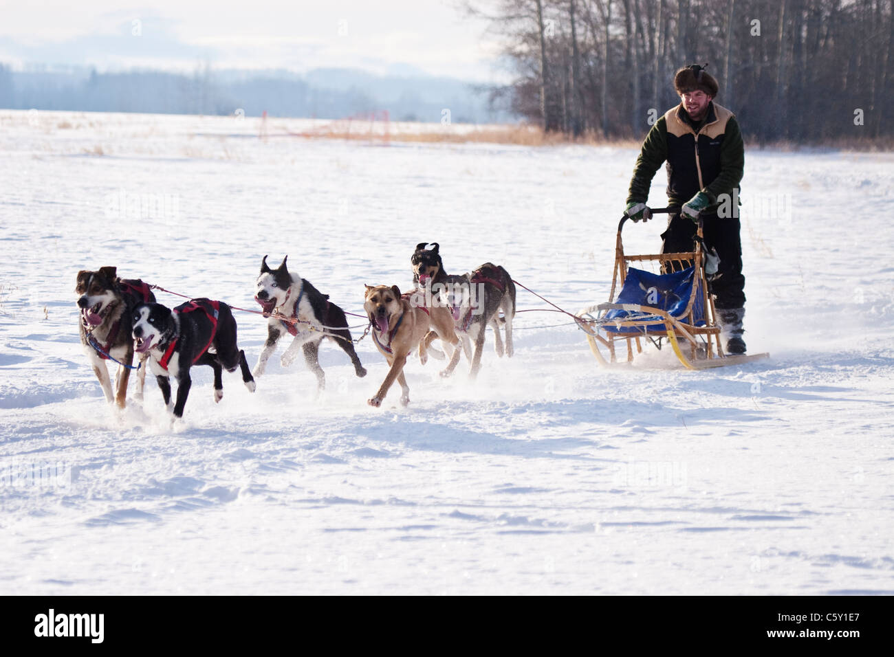 Man and dogs Stock Photo