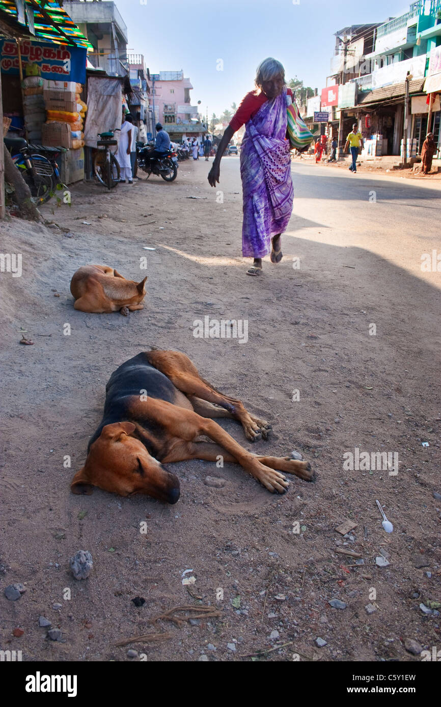 stray dogs street sleeping on Indian Street Stock Photo