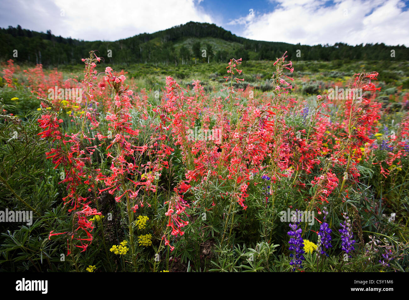 Lupine, Ipomopsis Tenuituba and Sulpher Flowers grow along Bush Creek Road near Crested Butte, Colorado, USA Stock Photo