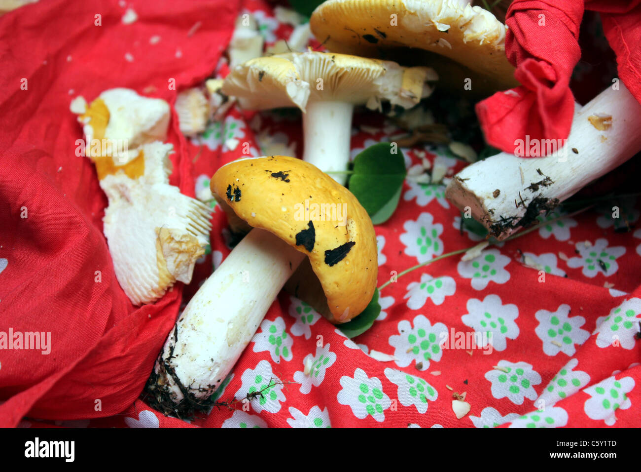 Handpicked yellow mushrooms - yellow swamp russula- ( lat. Russula Claroflava) on a red flower pattern bandana Stock Photo