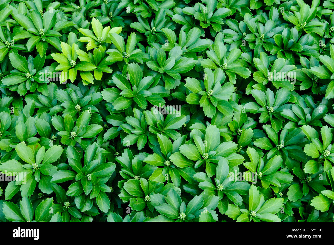 WASHINGTON DC, USA Green ground covering plant at the US National