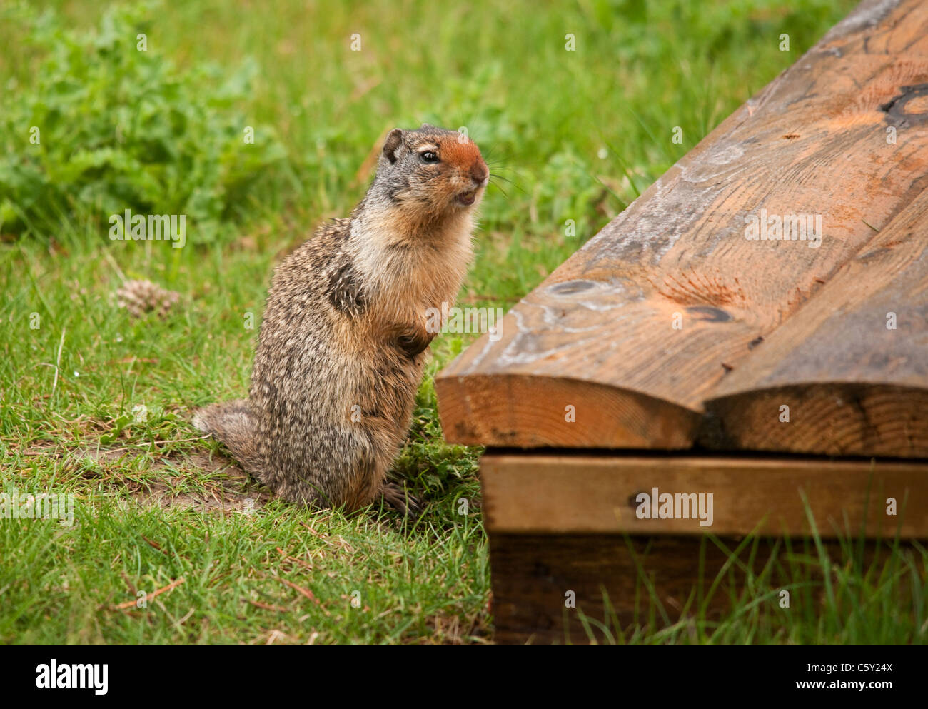 A long shot of a ground squirrel or gopher chirping noisily in a picnic area. Stock Photo