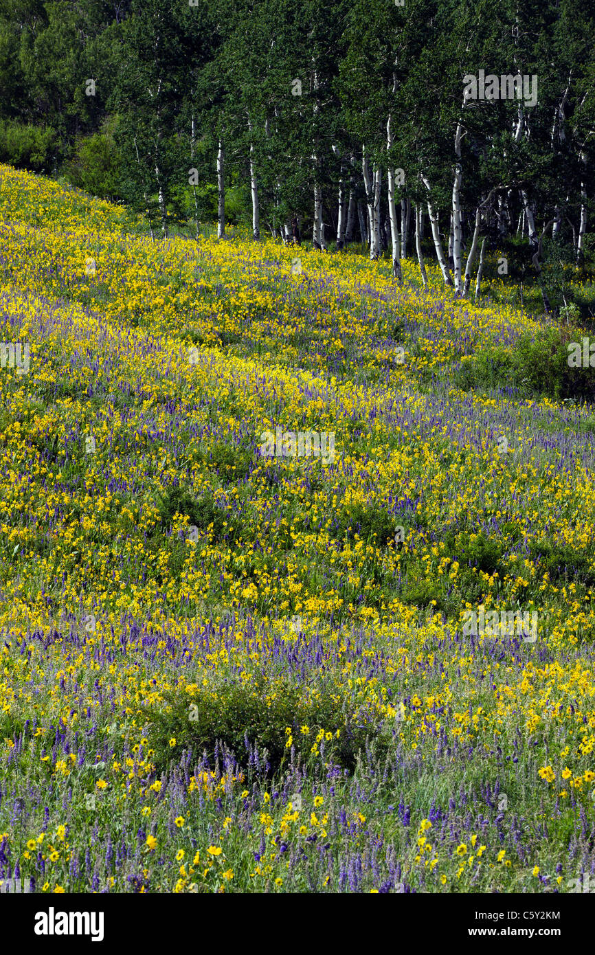 Aspen Sunflowers, Lupine and Ipomopsis Tenuituba wildflowers grow along Brush Creek Road near Crested Butte, Colorado, USA Stock Photo