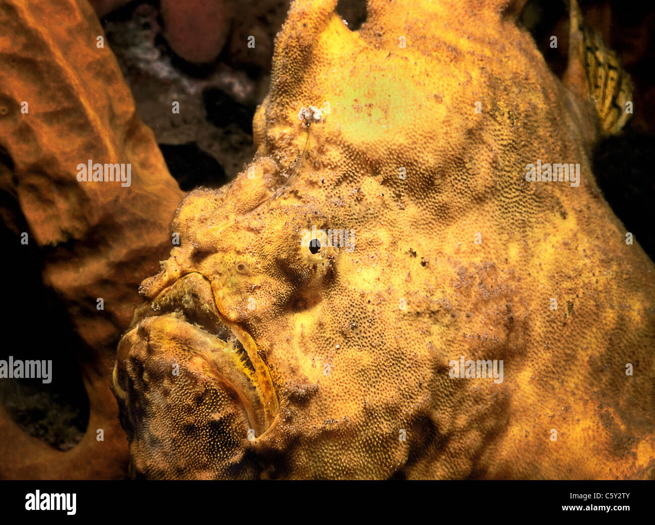 Longlure Frogfish,( Antennarius multiocellatus) Stock Photo